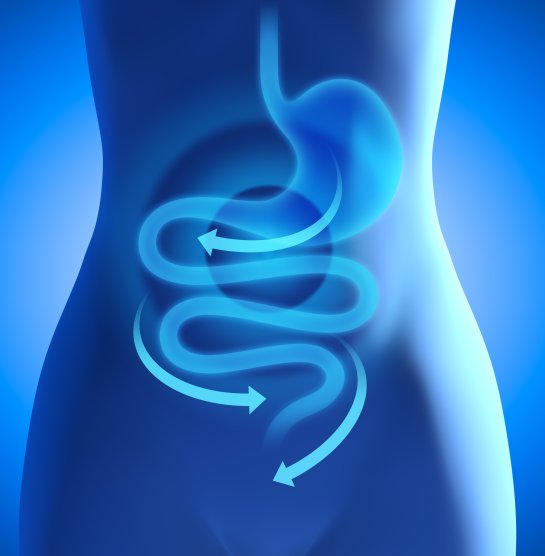 Une image symbolique de la digestion