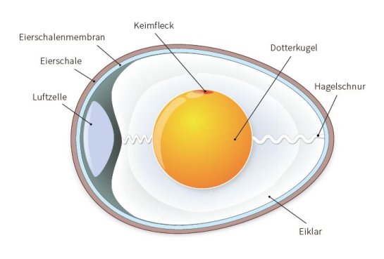 Ein Querschnitt eines Eis mit Beschriftungen