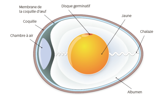 L'œuf en coupe transversale