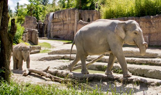 Zoo de Zurich : les éléphants dans leur enclos