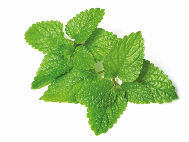 Photo de feuilles de mélisse